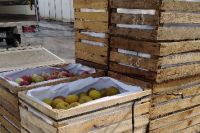 Owoce - zaopatrzenie